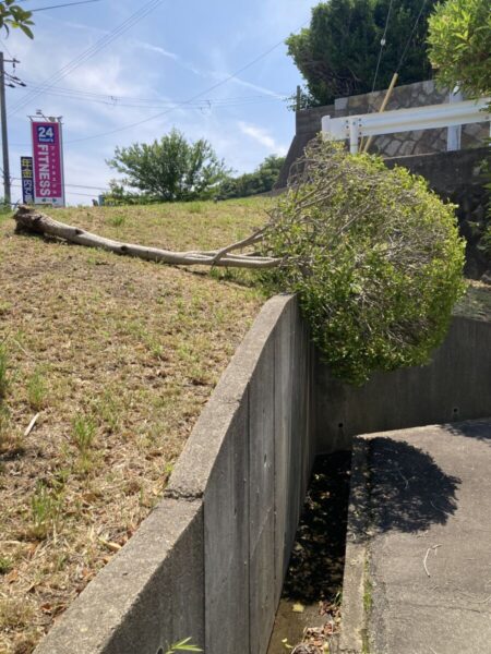 京都・久御山の倉庫敷地内における台風での倒木および折れ枝事故の様子(Before)