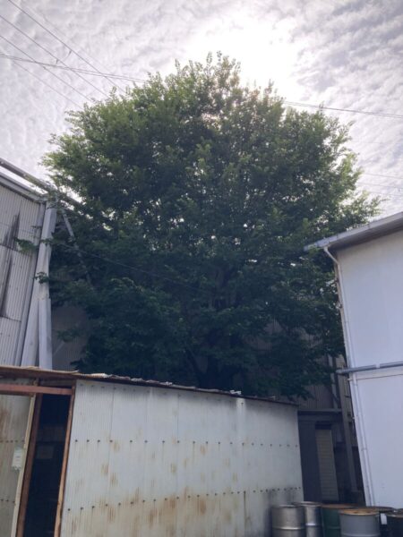 大住・京田辺の倉庫敷地内における高木剪定前の様子（Before）
