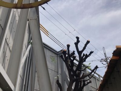 大住・京田辺の物流倉庫における高木剪定・台風倒木対策の施工事例