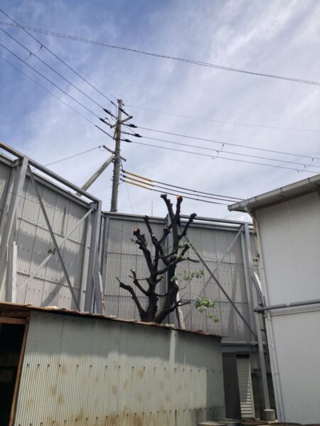 大住・京田辺の倉庫敷地内における高木剪定および即時清掃完了後の様子（After）