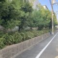 京都・久御山・枚方の工場敷地内における毛虫対策・高木剪定および即時清掃事例