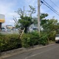 京都南区の工場敷地内における高木剪定・台風倒木対策の施工事例
