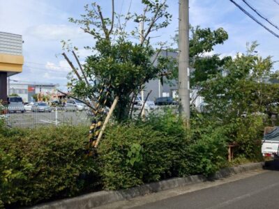 京都南区の工場敷地内における高木剪定・台風倒木対策の施工事例