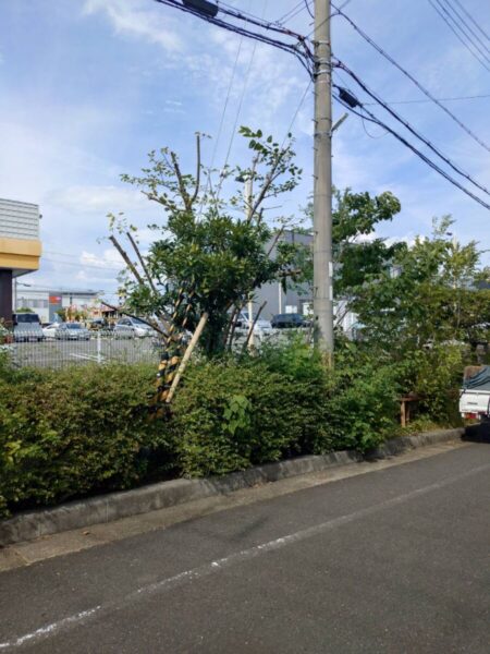 京都南区の事業所敷地内における高木剪定および即時清掃完了後の様子（After）