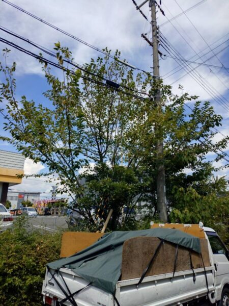 京都南区の事業所敷地内における高木剪定前の様子（Before）