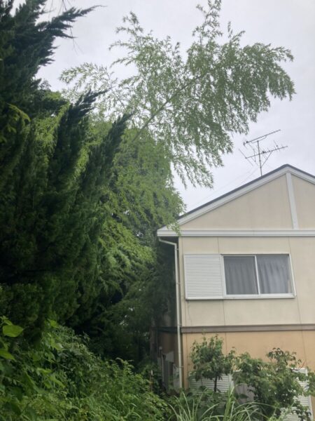 隣接工場の屋根や境界フェンスを越えて枝が張り出した高木の様子（Before）
