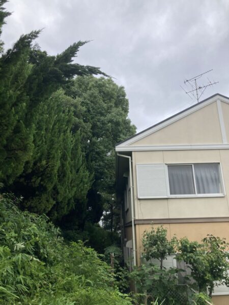 高木剪定と即時清掃が完了し境界トラブルを解消した敷地（After）
